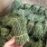 铁皮石斛新鲜