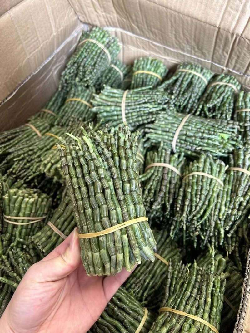 铁皮石斛新鲜