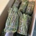 铁皮石斛新鲜
