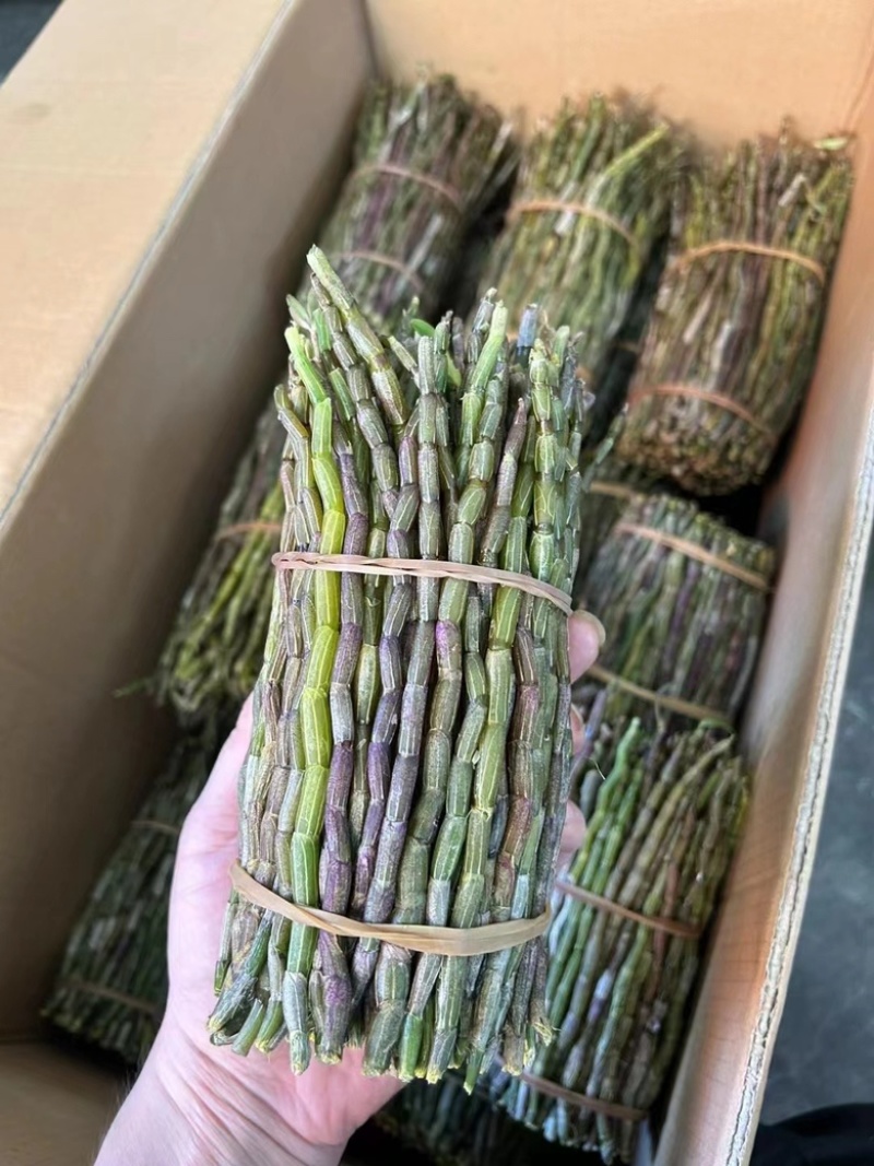 铁皮石斛新鲜