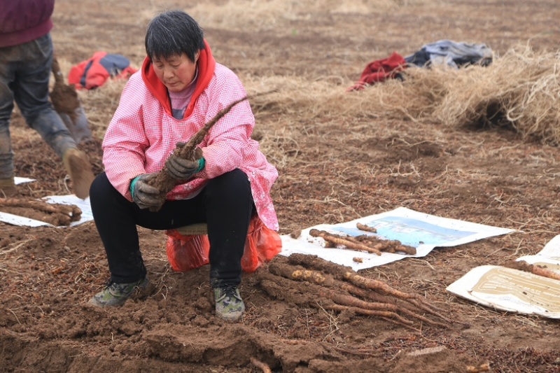 【常年供应】温县垆土地铁棍山药现挖现发可全国发货