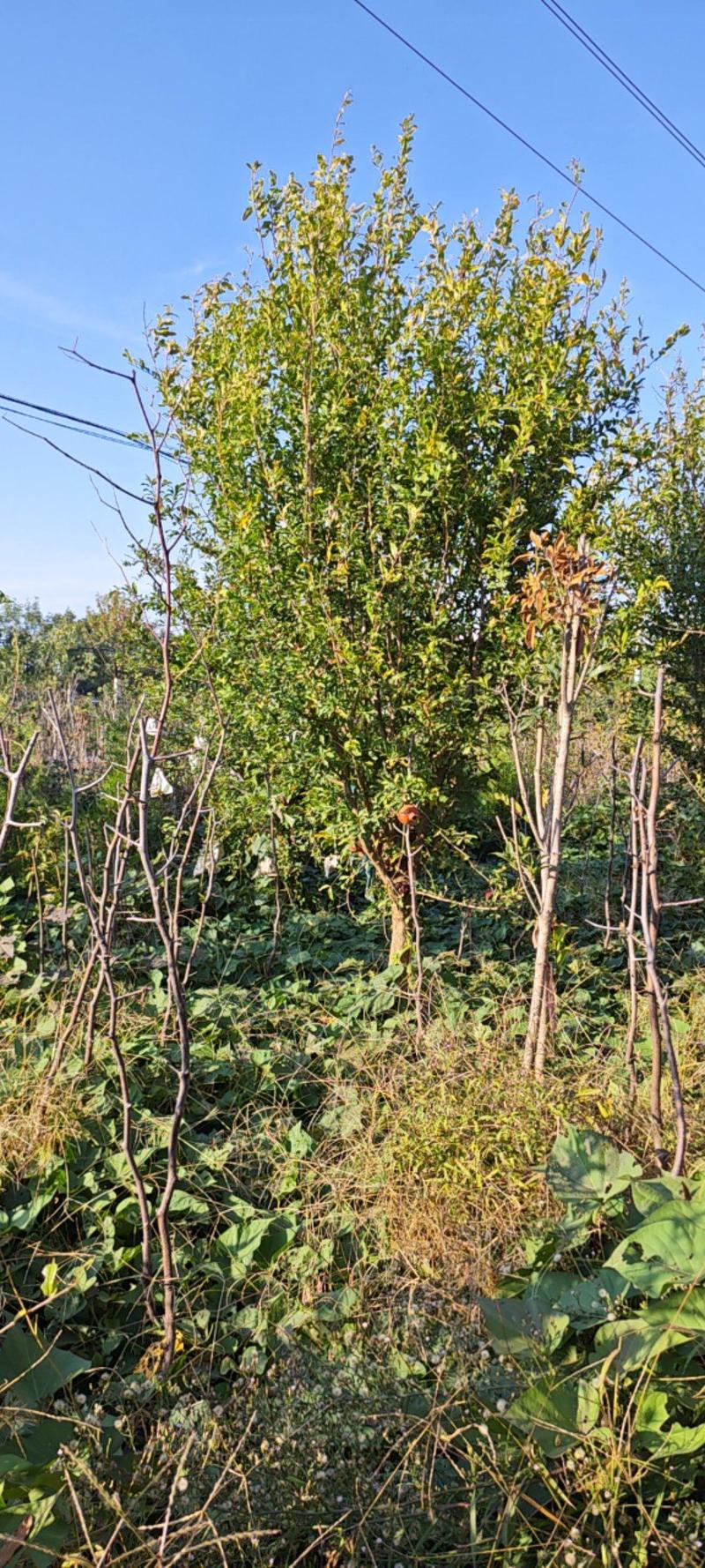蒙阳红石榴树，老品种石榴树，单果重500克以上口甜，耐冻