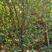 蒙阳红石榴树，老品种石榴树，单果重500克以上口甜，耐冻