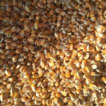敬精品玉米粒货源充足量大从优质量保证欢迎咨询