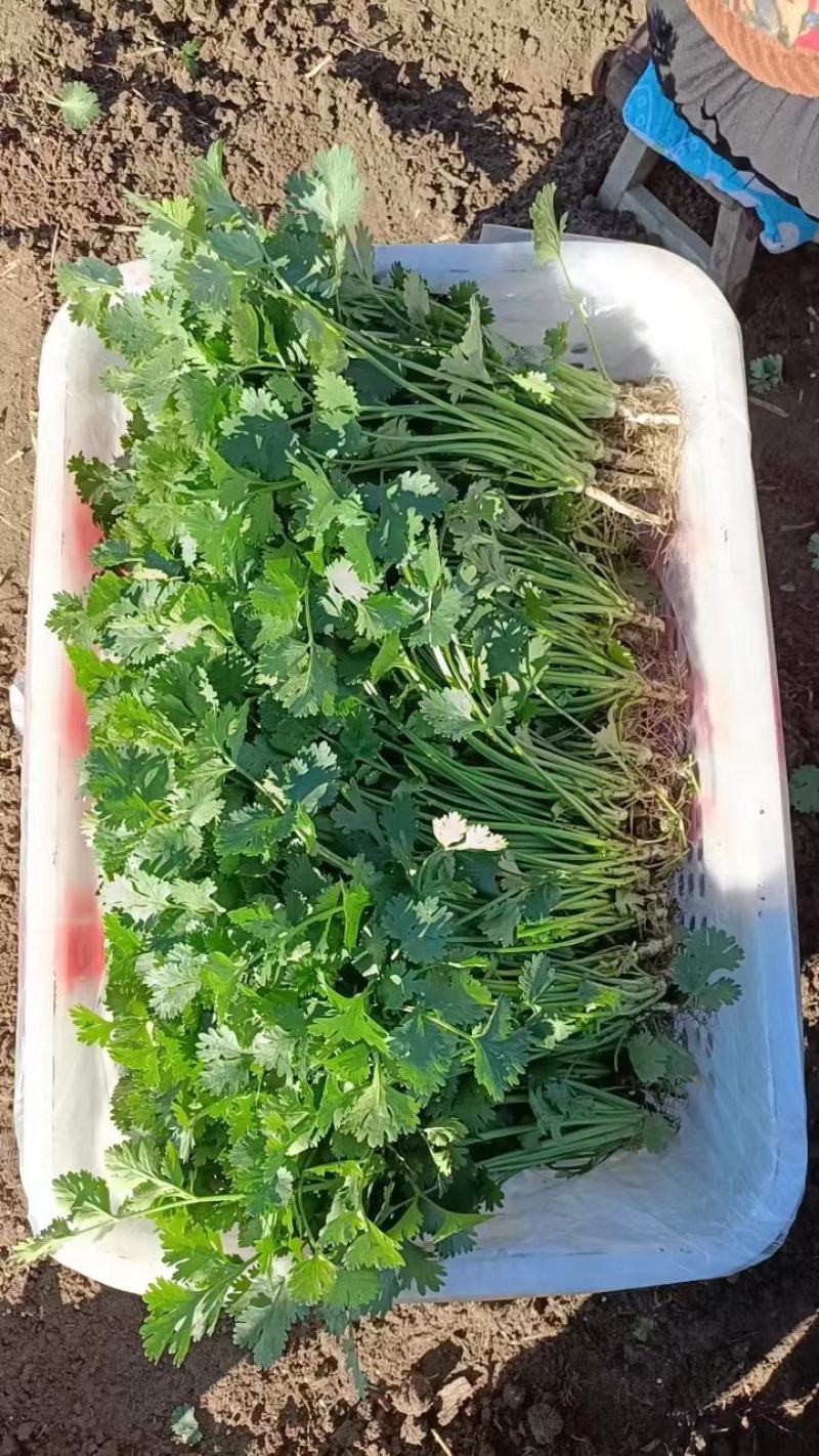 河北唐山铁杆青香菜质量保证欢迎采购，合作共赢诚信为本