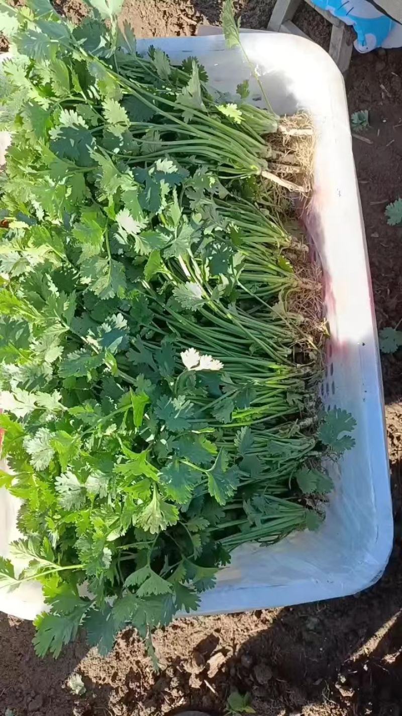 河北唐山铁杆青香菜质量保证欢迎采购，合作共赢诚信为本