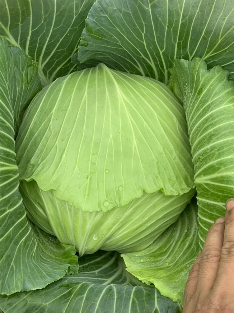 绿圆4号脆莲白松包菜，薄皮，口感脆甜，产地供货，品质好