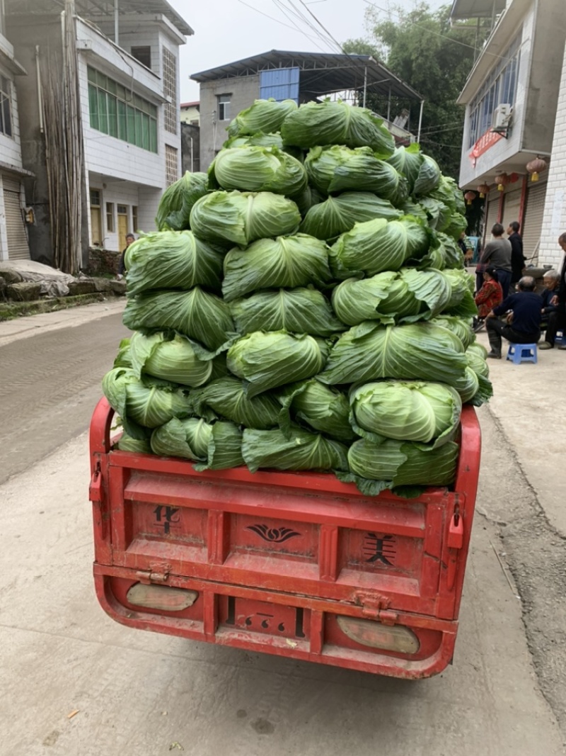 绿圆4号脆莲白松包菜，薄皮，口感脆甜，产地供货，品质好