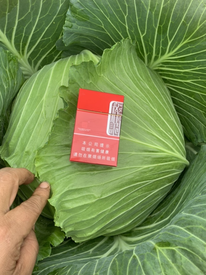 绿圆4号脆莲白松包菜，薄皮，口感脆甜，产地供货，品质好