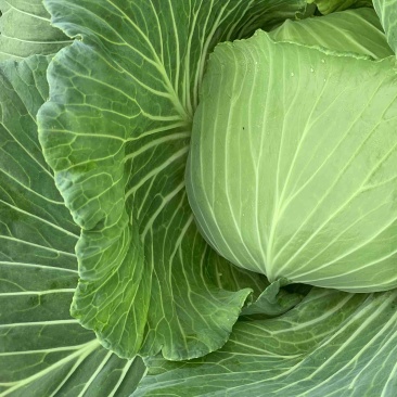 绿圆薄皮平包菜（脆莲花白)