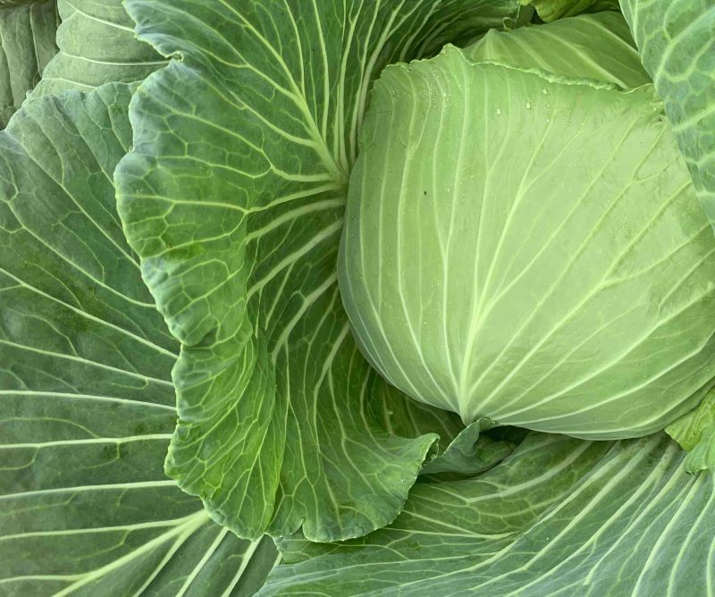 绿圆薄皮平包菜（脆莲花白)