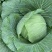 绿圆薄皮平包菜（脆莲花白)