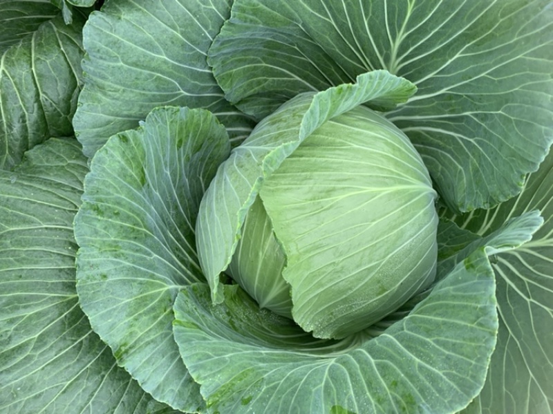 绿圆薄皮平包菜（脆莲花白)