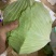 绿圆薄皮平包菜（脆莲花白)