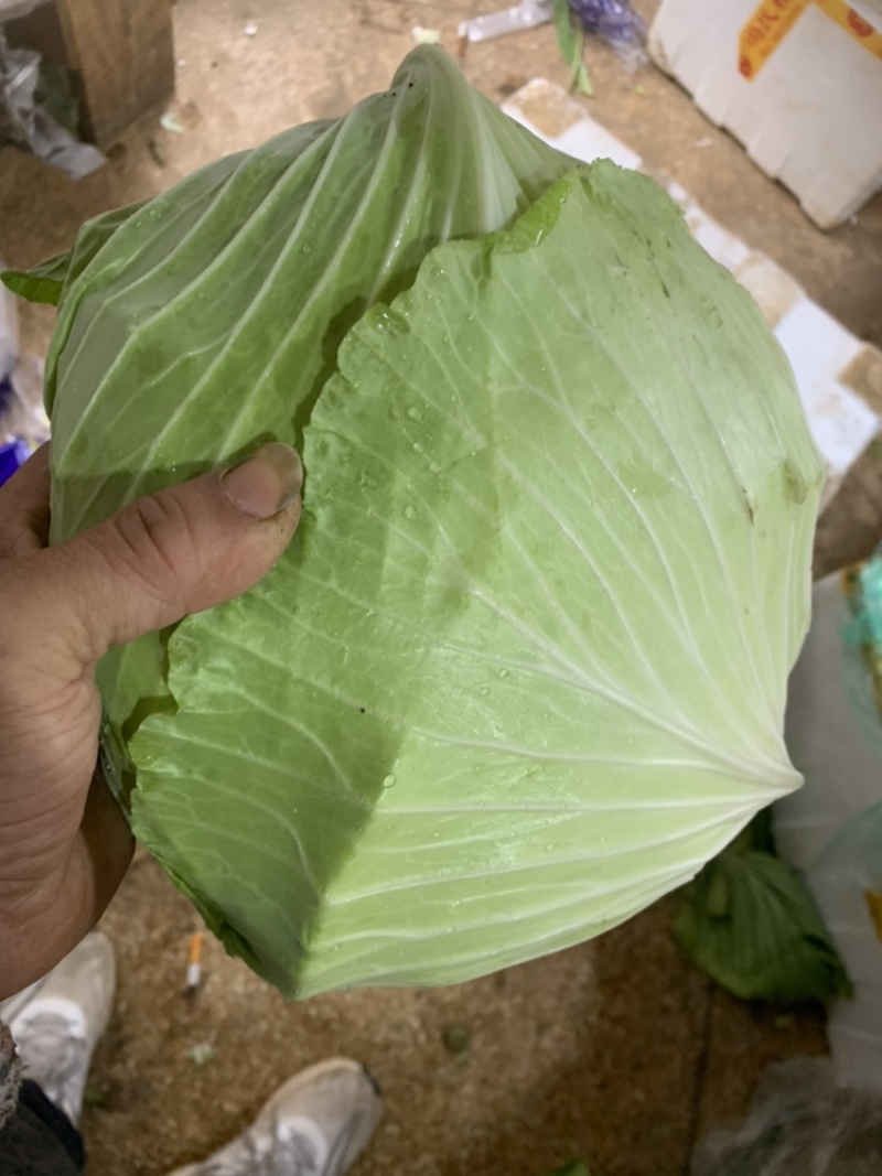 绿圆薄皮平包菜（脆莲花白)