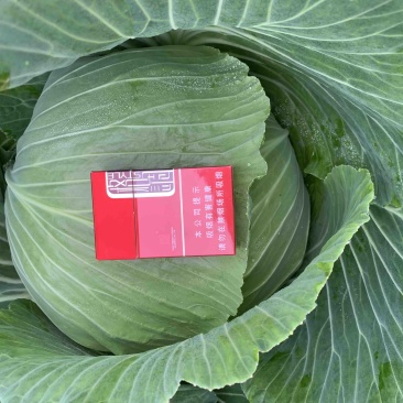绿圆薄皮（松包菜)