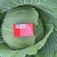 绿圆薄皮（松包菜)