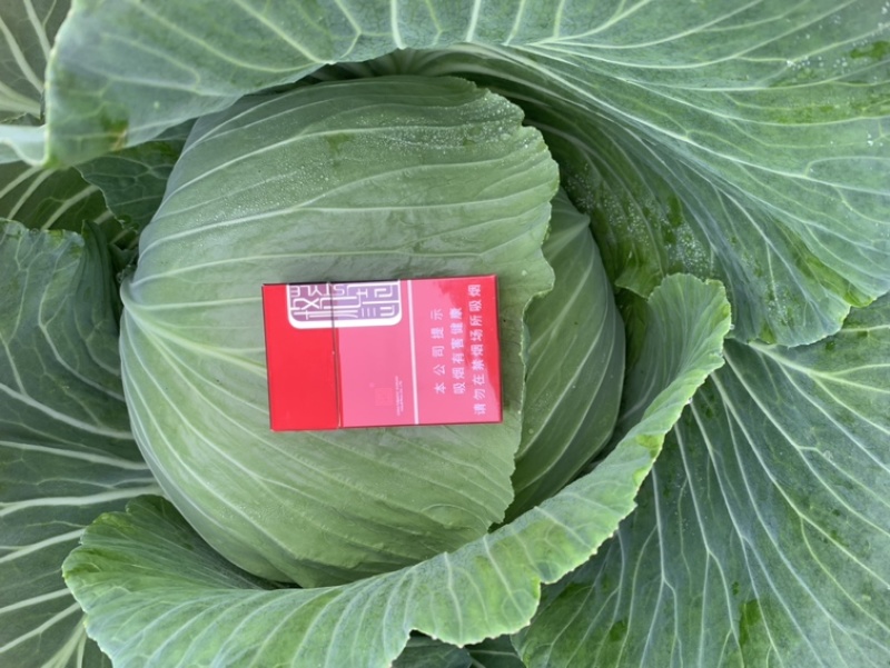 绿圆薄皮（松包菜)