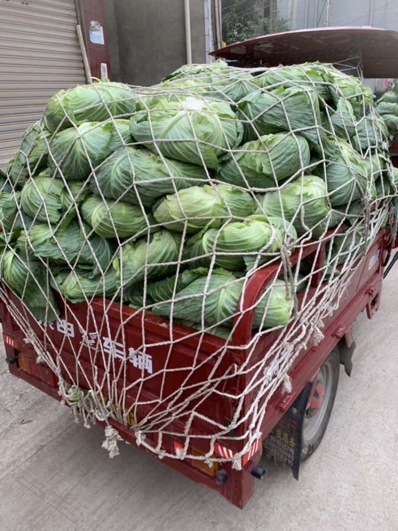 绿圆薄皮（松包菜)