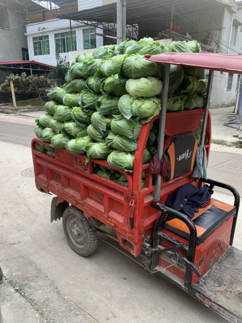 绿圆薄皮（松包菜)