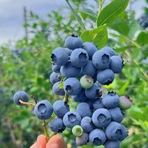 蓝莓苗果树苗10年成树苗露天种植技术指导