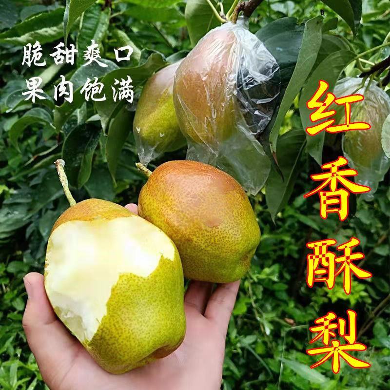 《红香酥梨》山西酥梨山西红香酥现货供应可全国代发