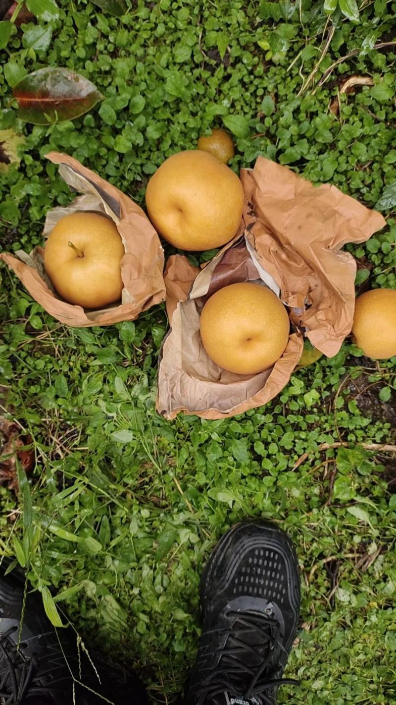 精品晚秋黄梨大量上市中，每天不限量供应，一级质量标准