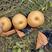精品晚秋黄梨大量上市中，每天不限量供应，一级质量标准
