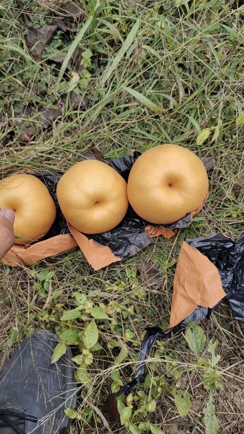 精品晚秋黄梨大量上市中，每天不限量供应，一级质量标准