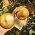 精品晚秋黄梨大量上市中，每天不限量供应，一级质量标准
