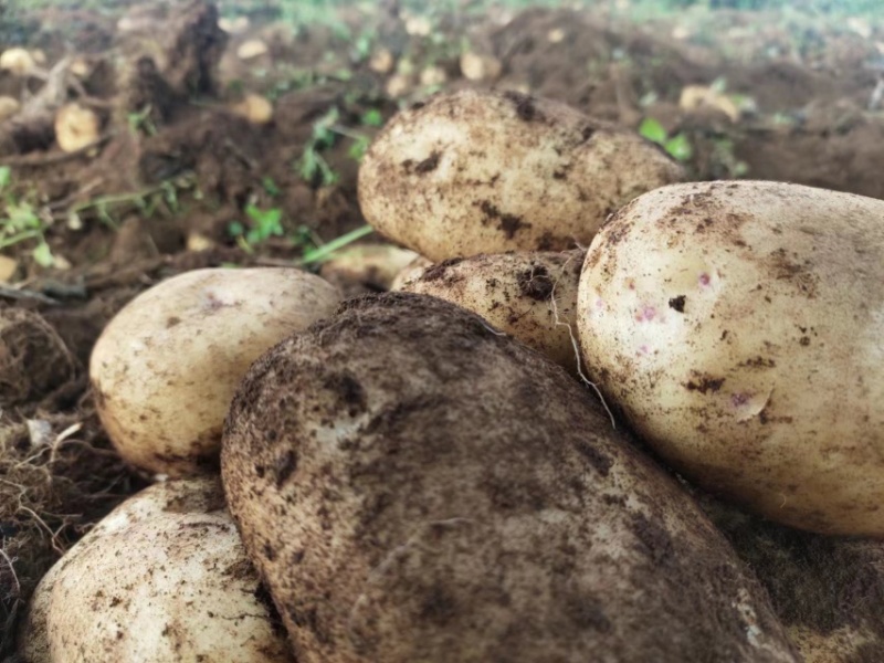 黄心商品土豆大量出货，价格便宜1350