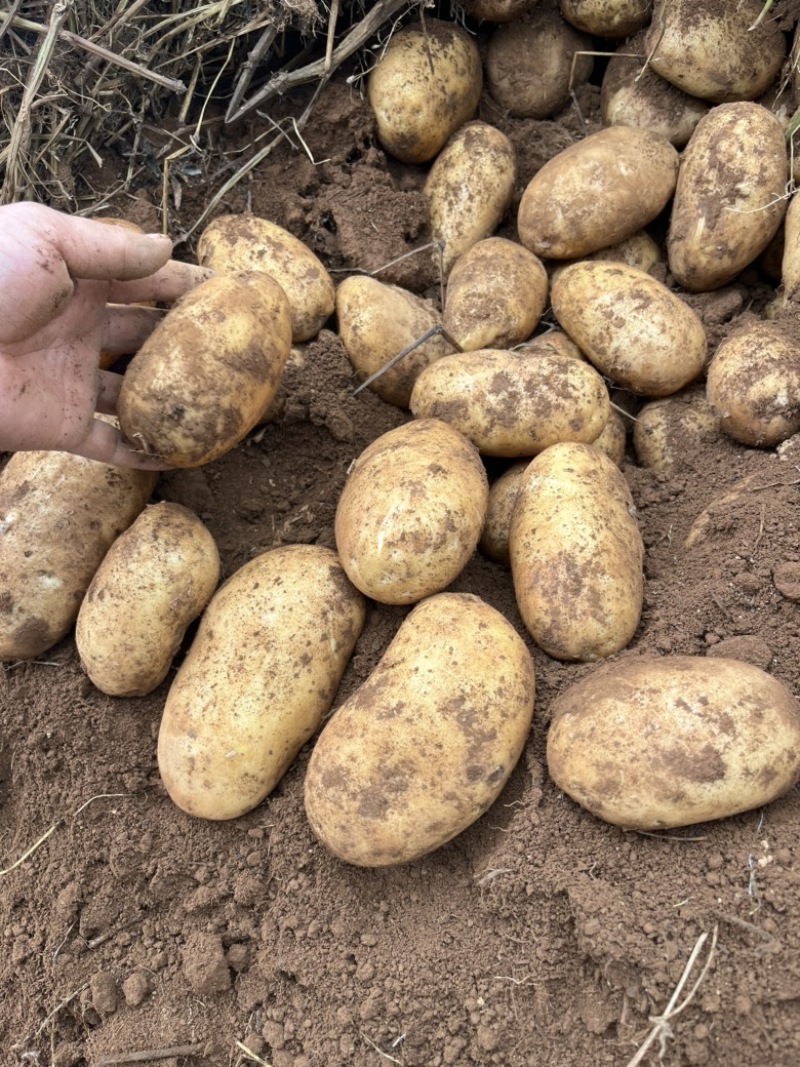 黄心商品土豆大量出货，价格便宜1350