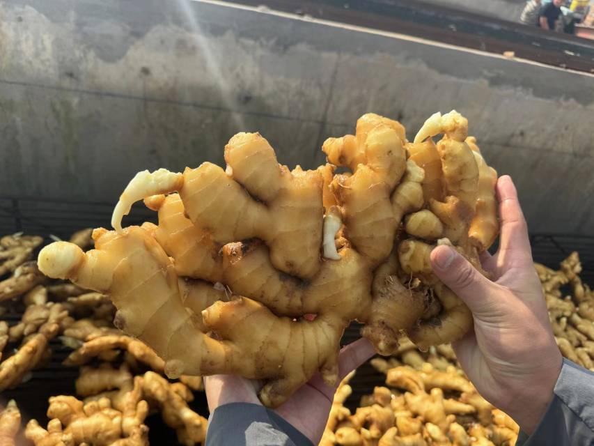 大黄姜根茎特写