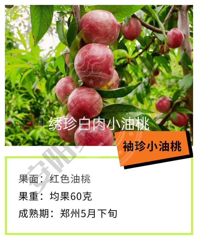 袖珍小油桃苗，5月下旬极早熟红油桃另有毛桃苗黄桃苗蟠桃苗