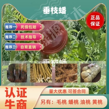 垂枝蟠桃苗，7月中旬成熟，均果280克-400克，黄肉，