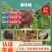 垂枝蟠桃苗，7月中旬成熟，均果280克-400克，黄肉，