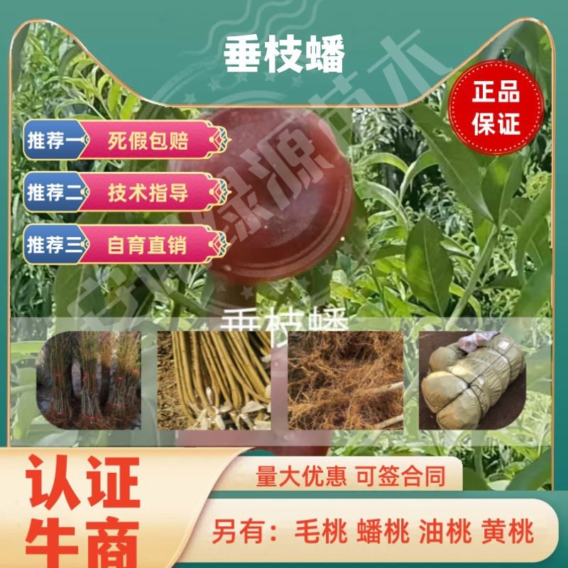 垂枝蟠桃苗，7月中旬成熟，均果280克-400克，黄肉，