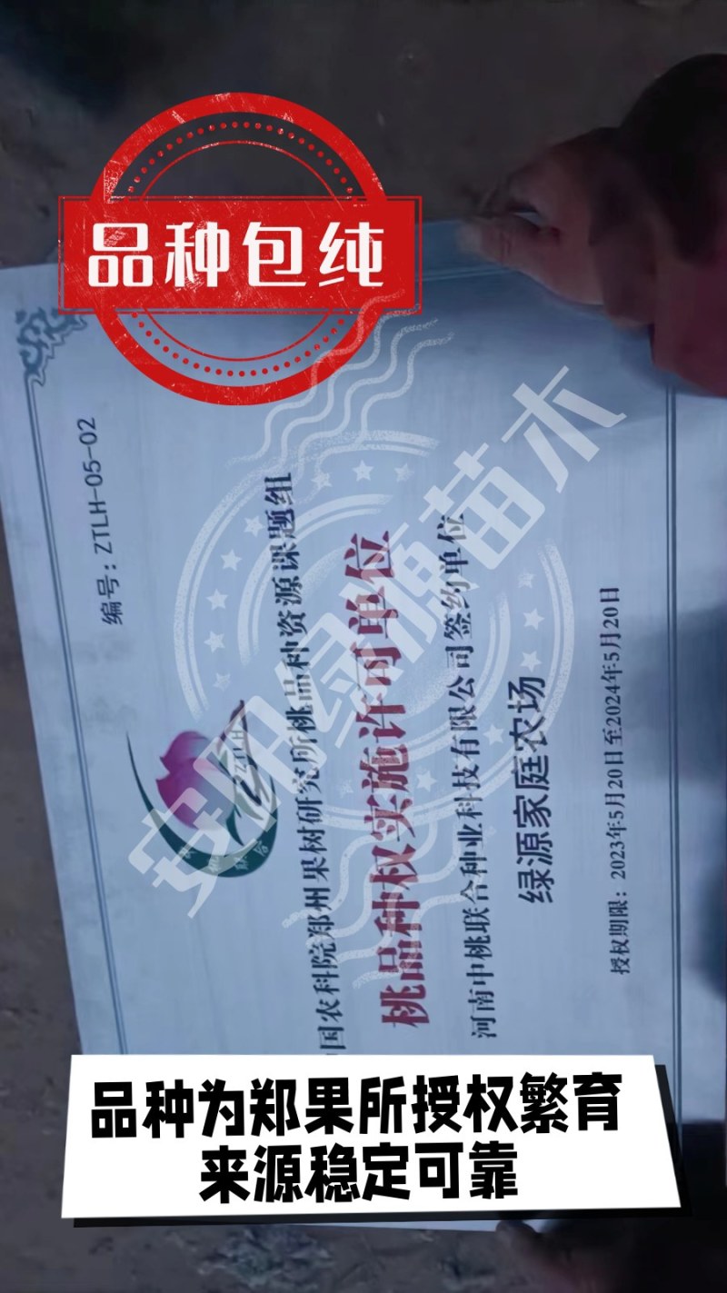 垂枝蟠桃苗，7月中旬成熟，均果280克-400克，黄肉，