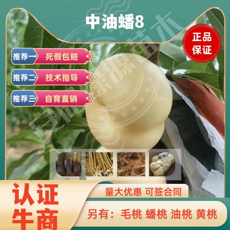 中油蟠8油蟠桃苗6月下旬成熟200-400克另毛桃苗黄桃