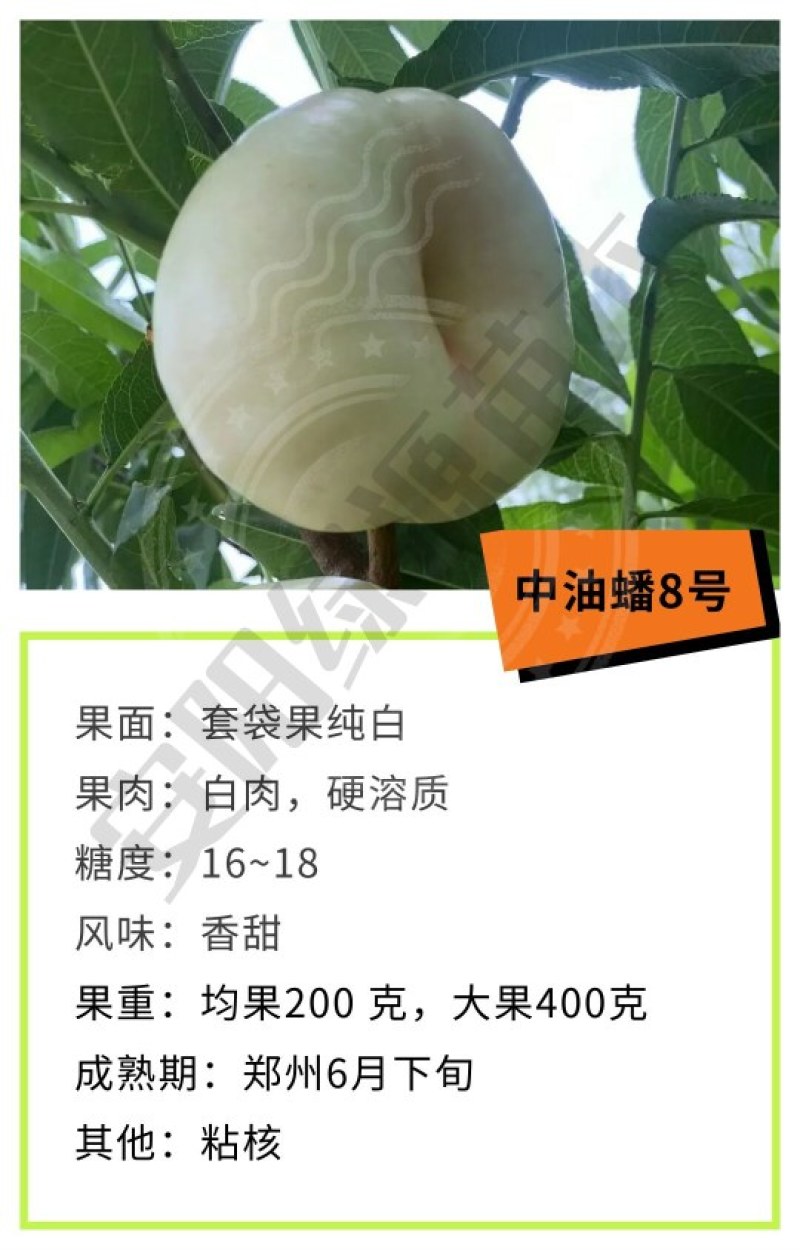 中油蟠8油蟠桃苗6月下旬成熟200-400克另毛桃苗黄桃
