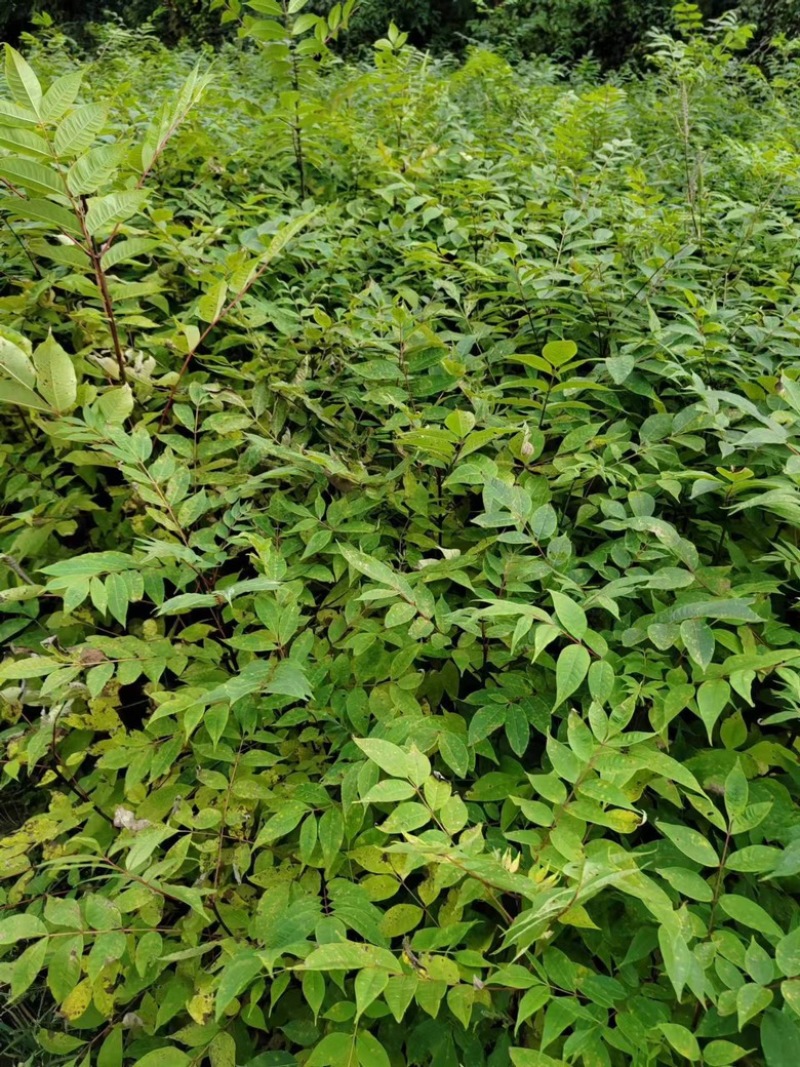 湖北恩施鹤峰厚皮黄柏苗，成活率高，品质保证，25-1米