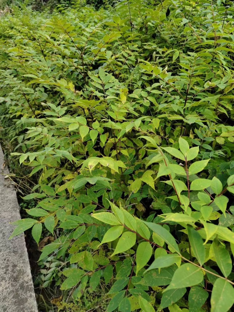 湖北恩施鹤峰厚皮黄柏苗，成活率高，品质保证，25-1米