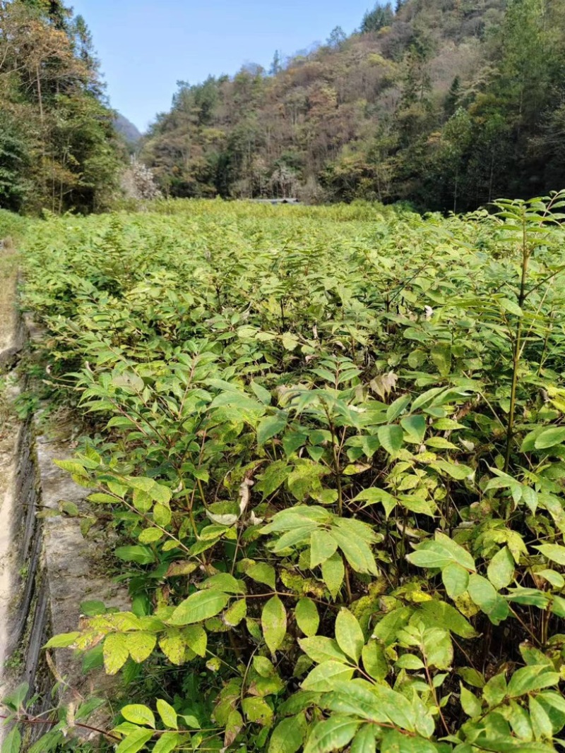 湖北恩施鹤峰厚皮黄柏苗，成活率高，品质保证，25-1米