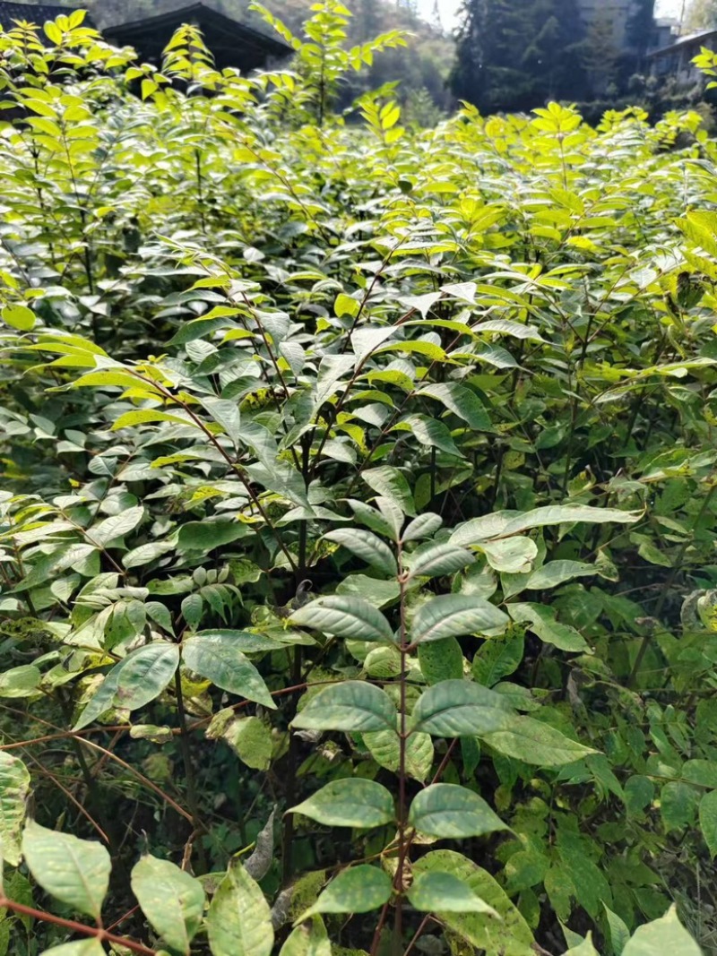 湖北恩施鹤峰厚皮黄柏苗，成活率高，品质保证，25-1米