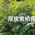 湖北恩施鹤峰厚皮黄柏苗，成活率高，品质保证，25-1米