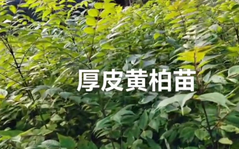 湖北恩施鹤峰厚皮黄柏苗，成活率高，品质保证，25-1米