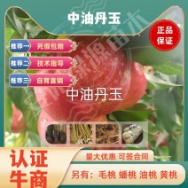 中油丹玉油桃苗，6月早熟黄肉，另有优质毛桃苗蟠桃苗黄桃苗