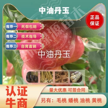 中油丹玉油桃苗，6月早熟黄肉，另有优质毛桃苗蟠桃苗黄桃苗