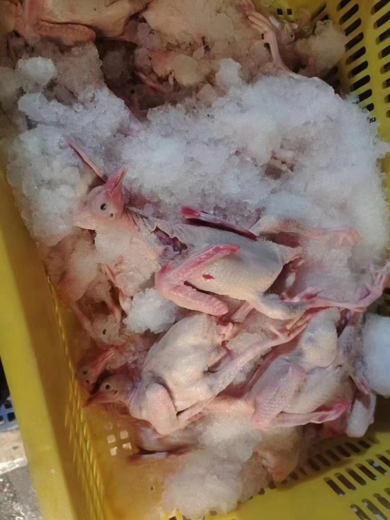 新鲜乳鸽5-9两量大从优货源充足，价格优惠