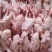 新鲜乳鸽5-9两量大从优货源充足，价格优惠